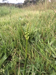 Microtis unifolia