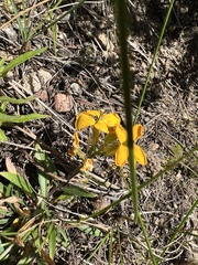 Erysimum capitatum capitatum