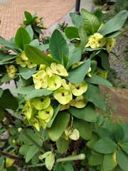 Euphorbia milii