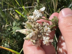 Aceria kiefferi