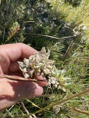 Aceria kiefferi