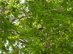 Rhipidura fuliginosa