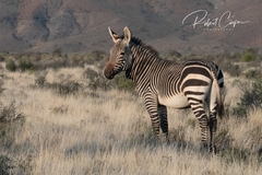 Equus zebra zebra