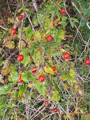 Rosa canina