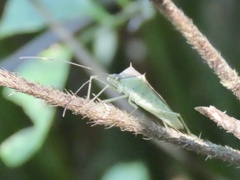 Paradasynus spinosus