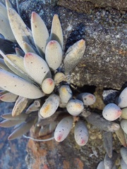 Adromischus