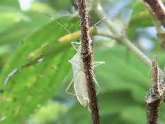 Paradasynus spinosus