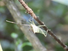 Paradasynus spinosus