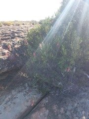 Lessertia frutescens