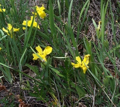 Iris humilis