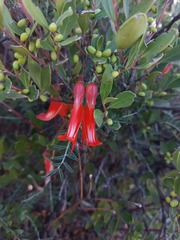 Lessertia frutescens