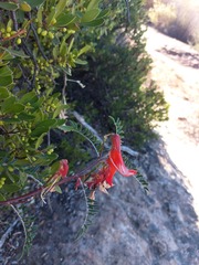 Lessertia frutescens