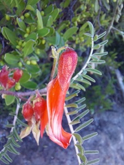 Lessertia frutescens