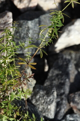 Galium rivale