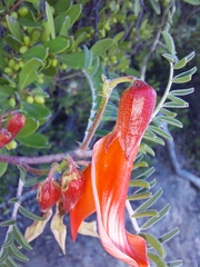 Lessertia frutescens