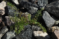 Galium rivale