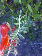 Lessertia frutescens