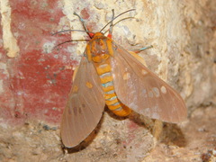 Balacra caeruleifascia
