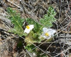 Solanum hoplopetalum