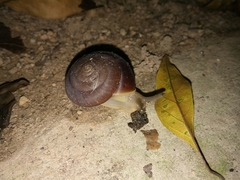 Quantula striata