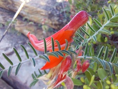 Lessertia frutescens