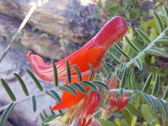 Lessertia frutescens