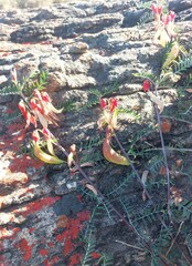 Lessertia frutescens