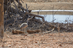 Eupodotis senegalensis