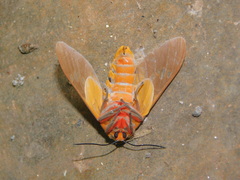 Balacra caeruleifascia