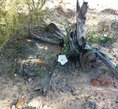 Convolvulus capensis