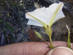 Convolvulus capensis