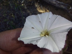 Convolvulus capensis