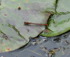 Xanthocnemis zealandica