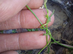 Convolvulus capensis