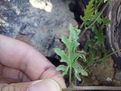 Convolvulus capensis