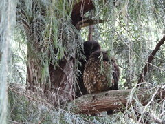 Ninox novaeseelandiae