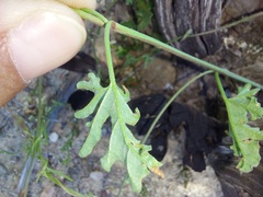Convolvulus capensis