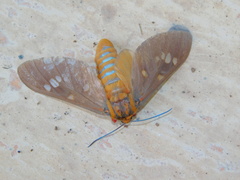 Balacra caeruleifascia