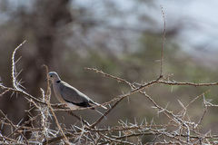 Streptopelia capicola