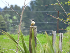 Todiramphus sanctus vagans