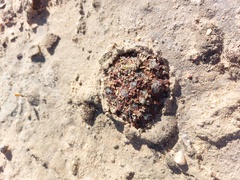 Anacampseros retusa