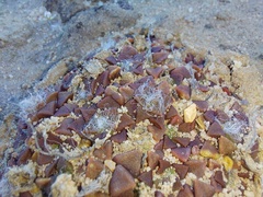 Anacampseros retusa