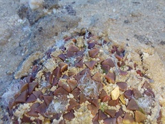 Anacampseros retusa