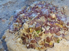 Anacampseros retusa