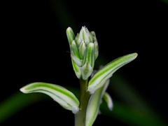 Haworthia cooperi