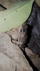 Rhinella