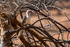 Tockus erythrorhynchus