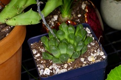 Haworthia cooperi