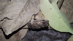 Rhinella