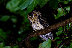 Otus lempiji